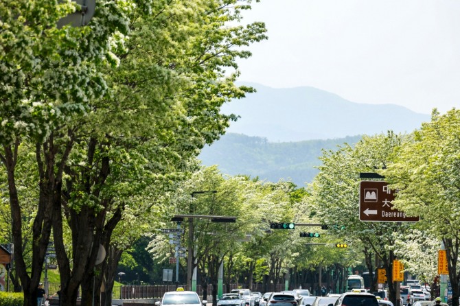 5일 경북 경주시 대릉원 인근 도로에 이팝나무가 만개해 ‘백색 꽃 터널’을 이루고 있다. 짧은 개화 시기를 맞아 도심 경관이 절정을 이루며 봄철 관광객 발길이 이어지고 있다.사진=경주시