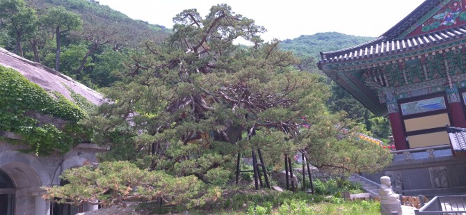바닷가의 장미, 해당화 / 백승훈 시인