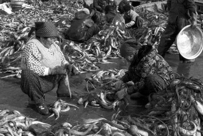 1980년대 강원도 거진항에서 어민들이 대량으로 어획된 명태를 선별하고 있다. 한때 연간 16만톤 이상이 잡히며 동해안 경제를 떠받쳤던 명태는 현재 국내 연근해에서 사실상 사라졌다. 사진=해양수산부
