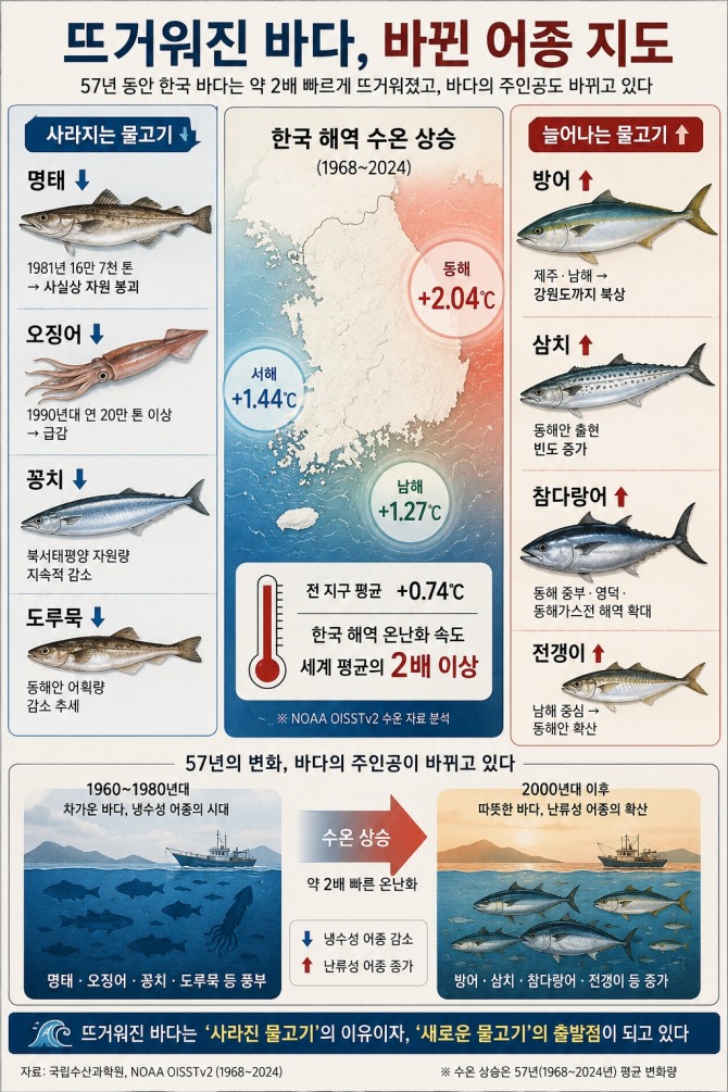 최근 57년간 한국 해역 수온 상승과 주요 어종 변화를 정리한 개념도. 동해 표층수온은 1968년 이후 2.04℃ 상승했으며 명태와 오징어 등 냉수성 어종은 감소하고 방어와 참다랑어 등 난류성 어종은 북상하는 변화가 나타나고 있다. 자료=AI생성