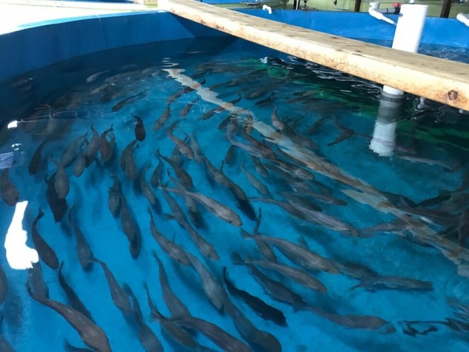 양식 기술로 생산된 어린 명태. 정부와 연구기관은 명태 자원 회복을 위해 동해안 해역에 치어를 방류하고 있지만 수온 상승과 서식환경 변화로 자연 개체군 회복에는 어려움이 이어지고 있다. 사진=강원도 한해성수산자원센터