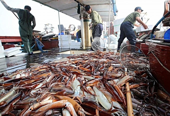 동해안 오징어 위판장. 오징어 생산량은 2024년 역대 최저 수준까지 줄었다가 2025년 일부 회복했지만, 장기 평균에는 여전히 미치지 못하고 있다. 사진=태안군/연합뉴스