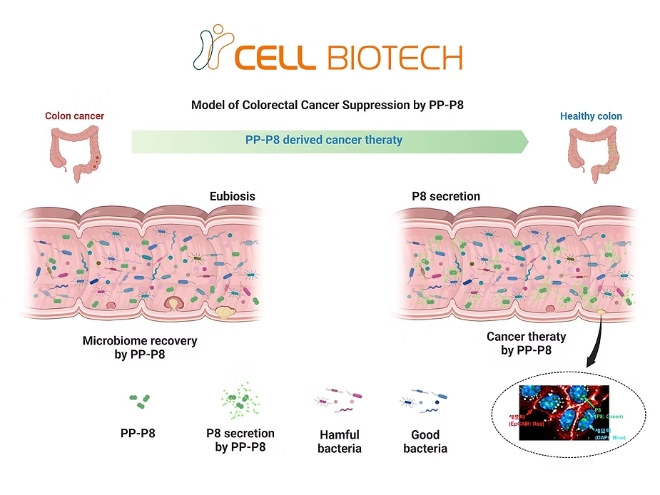 쎌바이오텍이 개발 중인 마이크로바이옴 기반 대장암 치료제 후보물질 'PP-P8'의 작동 원리 모식도. 사진= 쎌바이오텍