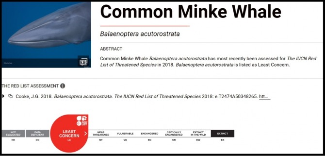 국제자연보전연맹(IUCN) 적색목록은 보통밍크고래(Balaenoptera acutorostrata)를 멸종 위험이 낮은 ‘관심대상(LC)’으로 분류한다. 가장 최근 평가는 2018년 이뤄졌다. 자료=IUCN Red List