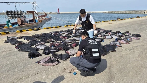 포항해경이 불법 포획된 뒤 389개 자루로 해체된 밍크고래 고기를 살펴보고 있다. 밍크고래 5마리, 약 5t 분량으로 3억5,000만 원에 거래된 것으로 조사됐다. 사진=포항해양경찰서