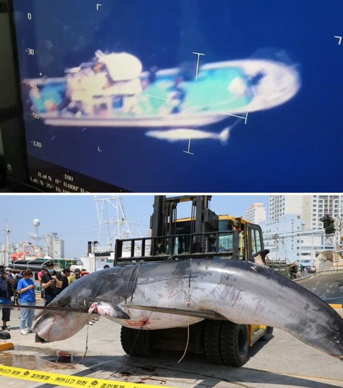 2020년 6월 8일 울산해경 항공순찰기가 간절곶 남동쪽 해상에서 불법 고래 포획 장면을 포착했다(위). 6월 9일 울산 동구 방어진수협 위판장으로 옮겨진 밍크고래 사체에는 작살 여러 개가 꽂혀 있었다(아래). 사진=울산해양경찰서
