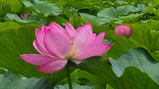 연변의 연꽃 구경 / 백승훈 시인