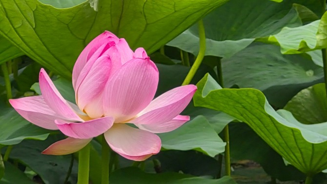 연변의 연꽃 구경 / 백승훈 시인