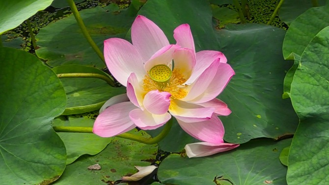 연변의 연꽃 구경 / 백승훈 시인