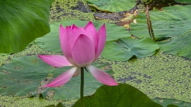 연변의 연꽃 구경 / 백승훈 시인