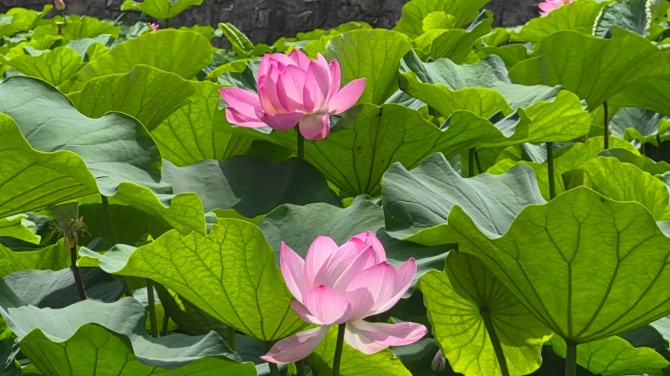 연변의 연꽃 구경 / 백승훈 시인