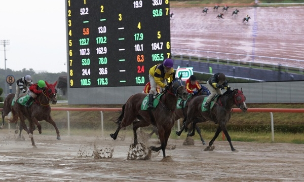 지난 16일 Rookie Stakes@영남 결승선 직전 달리는 두바이하트(9번마)와 조인권 기수. 사진=한국마사회 영남지역본부
