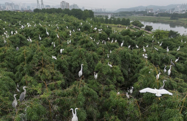 울산 태화강 삼호철새공원 대숲에 백로류가 빼곡히 둥지를 틀고 있다. 한때 공업용수로도 사용할 수 없었던 태화강은 수질 회복과 함께 수달·백로·연어가 돌아오는 생태하천으로 바뀌었다. 사진=울산시