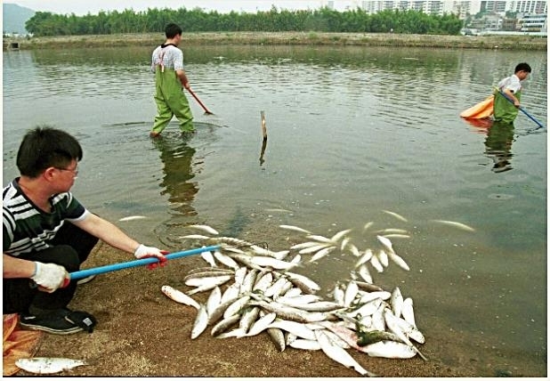 수질오염이 극심했던 2000년 태화강에서 집단폐사한 물고기들이 수거되고 있다. 당시 태화강은 생활오수와 공장폐수 유입으로 ‘죽음의 강’이라 불릴 만큼 수질이 악화돼 있었다. 사진=울산시·연합뉴스