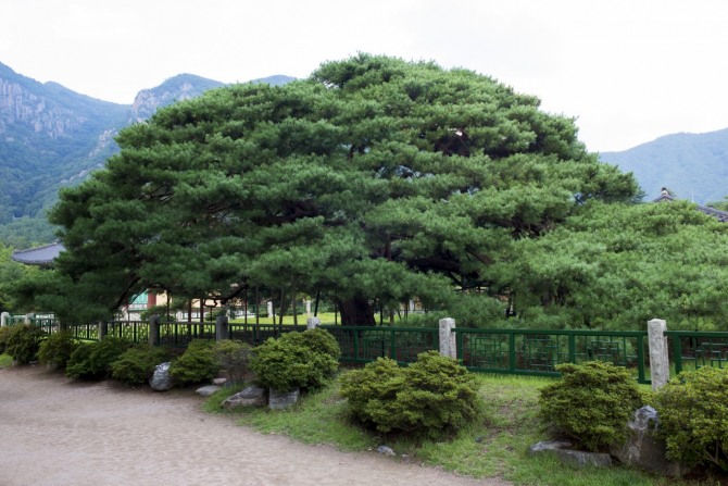 청도 운문사 처진소나무. 가지가 아래로 늘어지는 독특한 수형을 지닌 천연기념물로, 운문사의 오랜 역사를 함께해 온 대표 자연유산이다. 사진=국가유산청