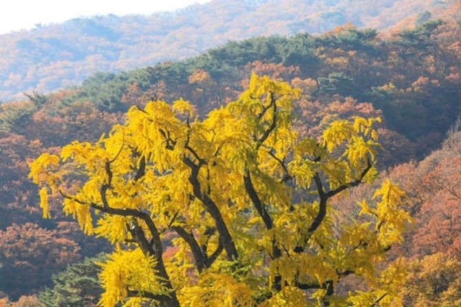 용문산 은행나무. 사진=양평군
