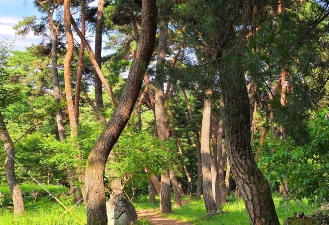금포정길을 지키는 오래된 소나무. 굵은 줄기의 고목과 새로 심은 소나무가 한 숲을 이루며 300년 송림의 시간을 이어간다. 사진=영천시 공식 블로그