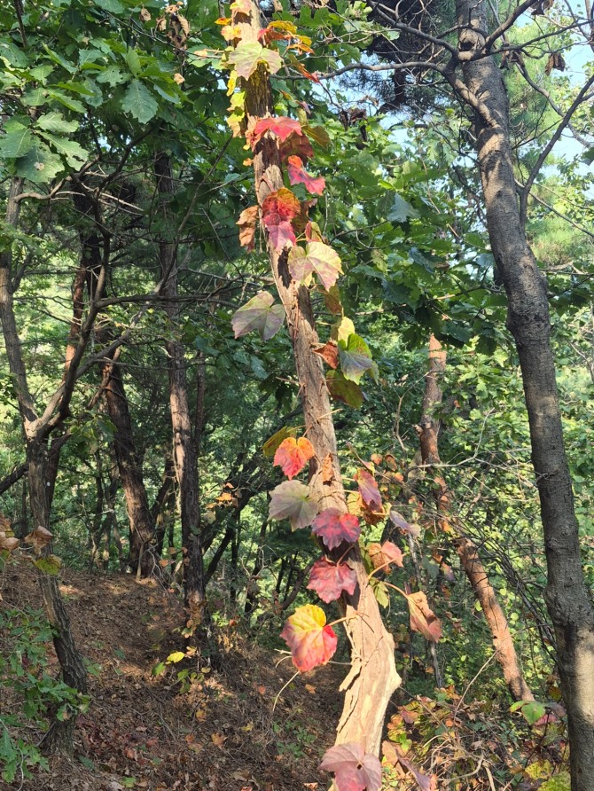 수락산의 가을 / 백승훈 시인