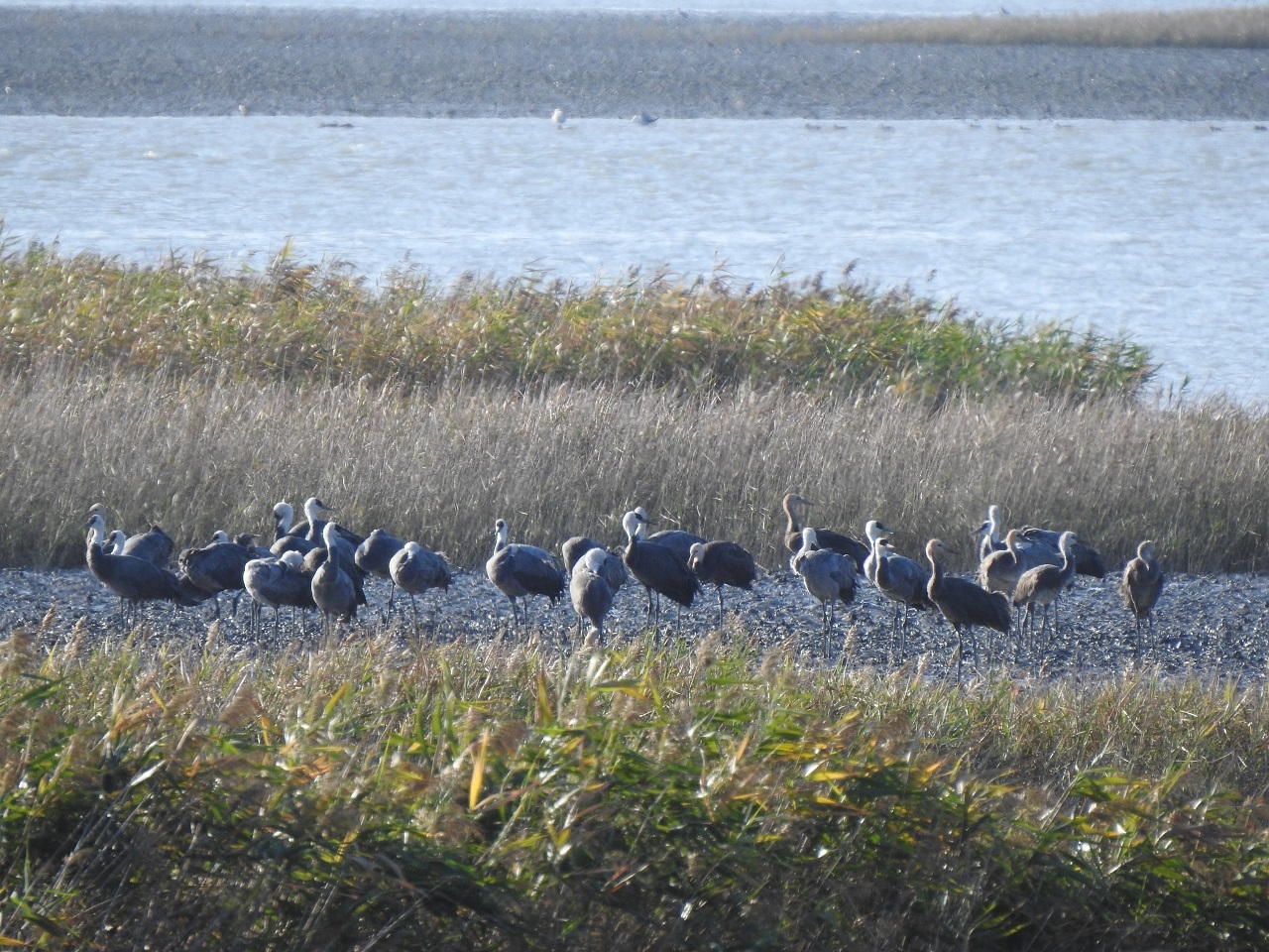 흑두루미 73마리, 순천만 도래…“세계적 월동지 다시 찾았다” - 글로벌이코노믹