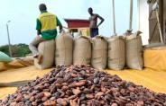 코코아, 가나·인도네시아에 내린 비로 19% 가격 급락