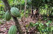 코코아 가격, 사흘간 랠리 이후 한때 11% 급락