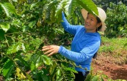 베트남 10년 만의 최악 가뭄, 글로벌 커피 가격 오르나