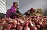 인도, '양파 눈물'에 경제 '휘청'…밥상 물가 폭등 '신음'