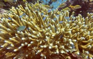 기후변화로 신음하는 발리 산호초가 하얗게 죽어가고 있다