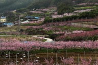 '복사꽃 피는 영천의 봄'을 카메라에 담다