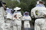 LG, 이베리아 꿀벌 350만 마리 이상 증식 프로젝트 성공