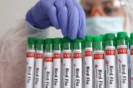 조류 독감, 인간 감염 공포 확산…백신株 날개 달았다