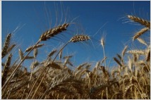 우크라이나와 러시아, 흑해 곡물 수출봉쇄 종식 협상 완료 '눈앞'