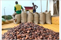 코코아 대란, 코트디부아르서 가나로 번지나…농가 가격 58% 인상