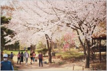 인천대공원 벚꽃축제, 공연과 체험 현장 즐기자