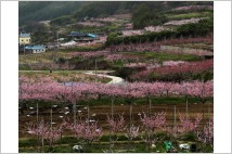 '복사꽃 피는 영천의 봄'을 카메라에 담다