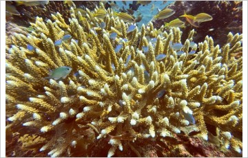 기후변화로 신음하는 발리 산호초가 하얗게 죽어가고 있다