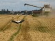 미국 농무부 “세계 곡물 공급 악화로 농산물 가격 상승 전망”
