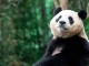 美 샌프란시스코 동물원, 판다 임대 위해 344억원 기금 모금
