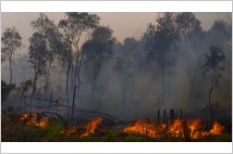 [글로벌-Biz 24] 환경NGO, 印尼 열대우림 벌채 포스코 대우 '기업의 환경적 책임' 회피 거세게 비난