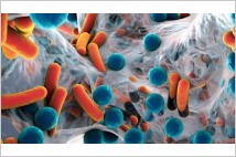 [글로벌-Biz 24] 인간 장에서 새로운 박테리아 2000종 서식 확인... 위장병 진단과 치료에 큰 기대