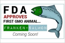 [글로벌-Biz 24] 美 FDA, GMO작물 이어 GMO동물 개발에도 앞장?