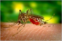[글로벌-Biz 24] 우간다, 빌 게이츠 재단 도움 받아 말라리아 퇴치 GM모기 연구
