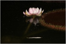 [사색의향기] 빅토리아 연꽃…밤의 여왕의 대관식