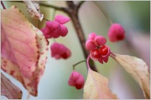 [사색의향기] 열매가 꽃보다 아름다운 '참빗살나무'
