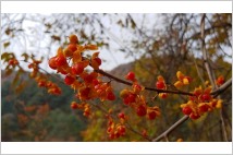 [사색의향기] 가을 숲의 홍보석 '노박덩굴 열매'