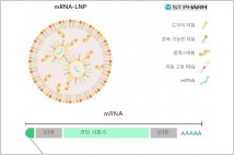 국내 mRNA 코로나19 백신 개발 완주기대