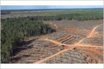 그린피스, 파푸아 열대우림 파괴의 주범으로 한국 기업 '코린도' 지목