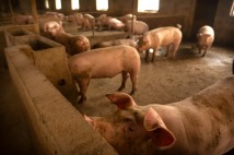 중국 돼지고기 파동, 심상치 않다