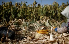 中 비료 수출 통제로 국제 비료 가격 급등