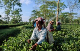 美 식품 관세 철폐에 인도 수출업체 '안도'